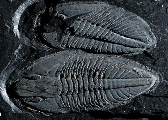 Casa de Férias Casa Tia Vina - Serra *